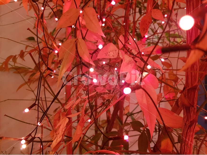 단풍,조명,빨강,나무,전구,야경,밤,풍경,nightscape,night,landscape,식물,자연,plants,nature,plant,leaf,잎