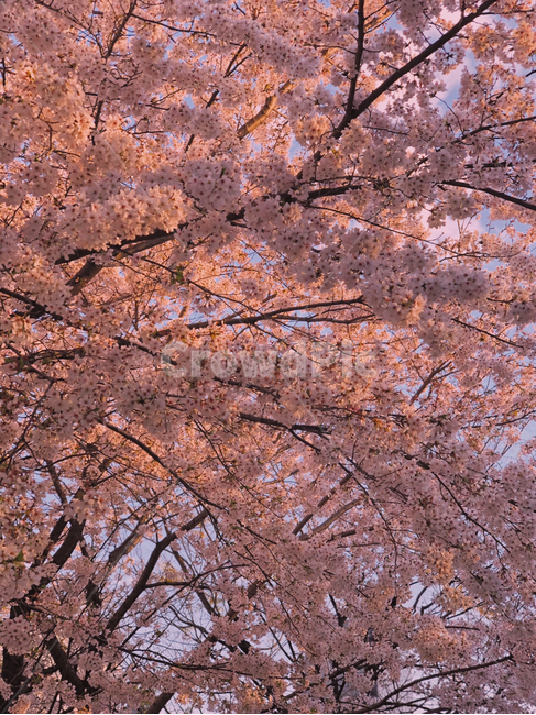 벚꽃,봄,꽃,분홍,자연,식물,pink,spring,flower,나무,봄,계절,spring,season,plant,blossom,cherry blossom
