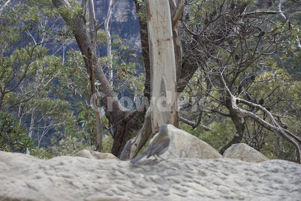 새,나무,돌,산,자연,자연,풍경,nature,landscape,animal,동물,bird