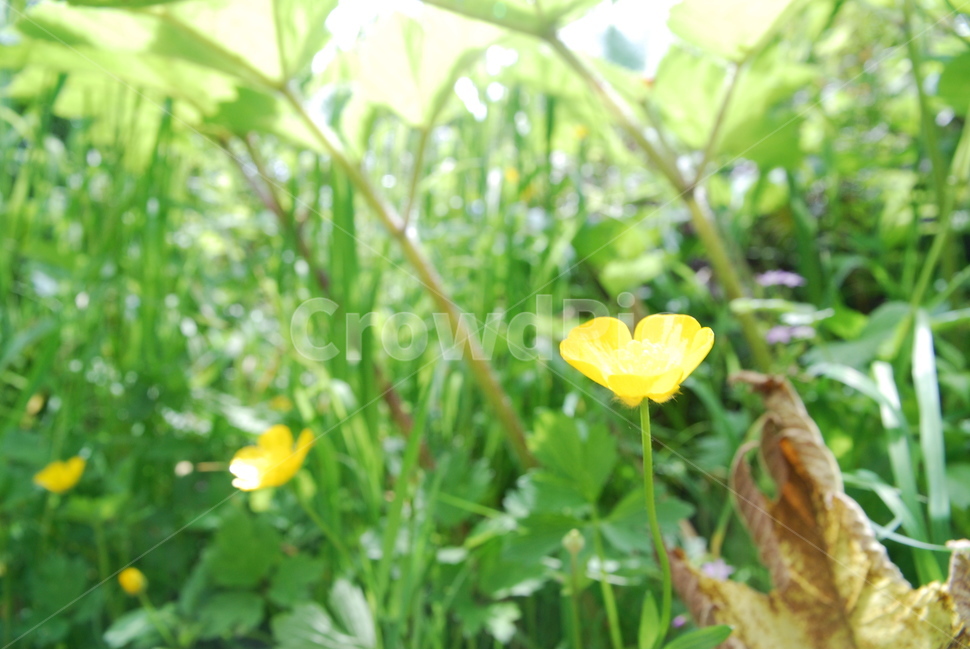 꽃,풀,flower,grass,노랑