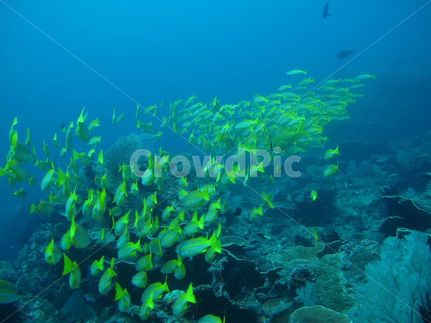 underwate,수중,underthesea,바닷속,nature,자연,sealife,해양생물,underwatercreature,수중생물,reef,암초,dive,scubadiving