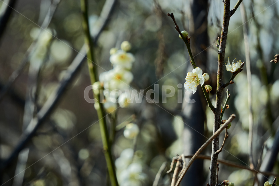 청매,매실,매화,꽃,flower,plant,자연,nature,생태계,나무,wood,봄,spring,입춘,생화,조화,화분,화원,꽃집,꽃밭,식물,식물,자연,plants,nature,꽃,flower