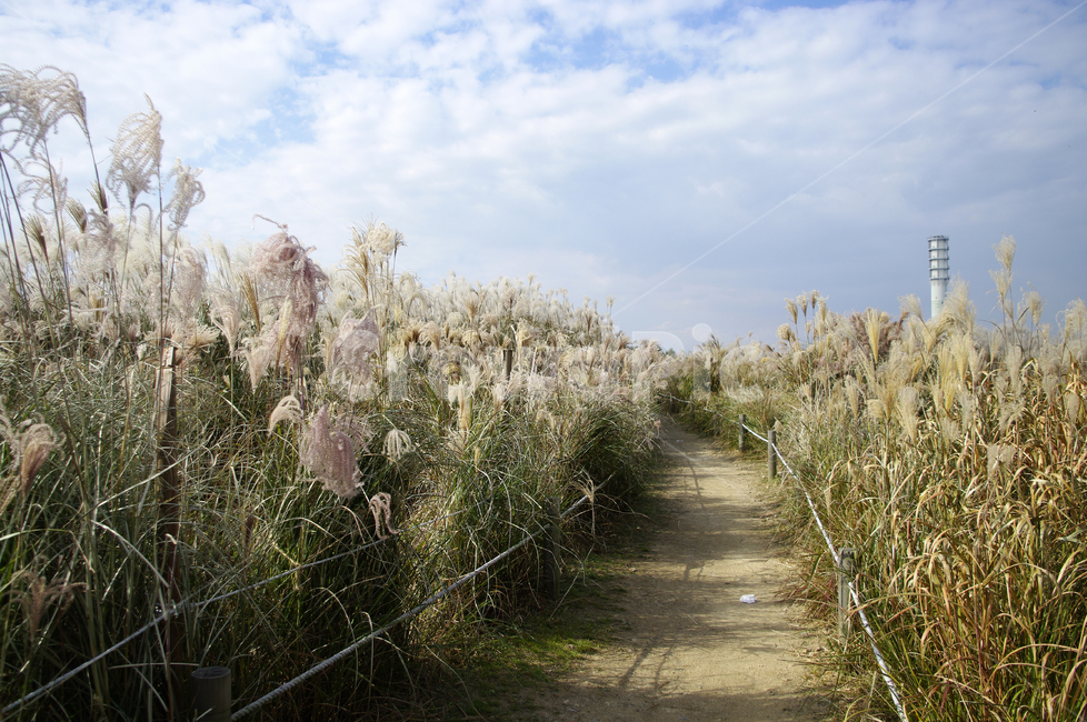공원,식물,plant,가을,억새,자연,nature,하늘,구름,길,자연,풍경,nature,landscape,grass,잔디,lawn