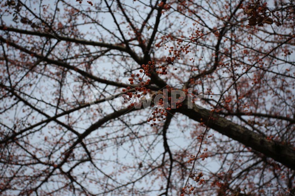 나무,식물,가지,반영,줄기,식물,자연,plants,nature,과일,열매,fruit