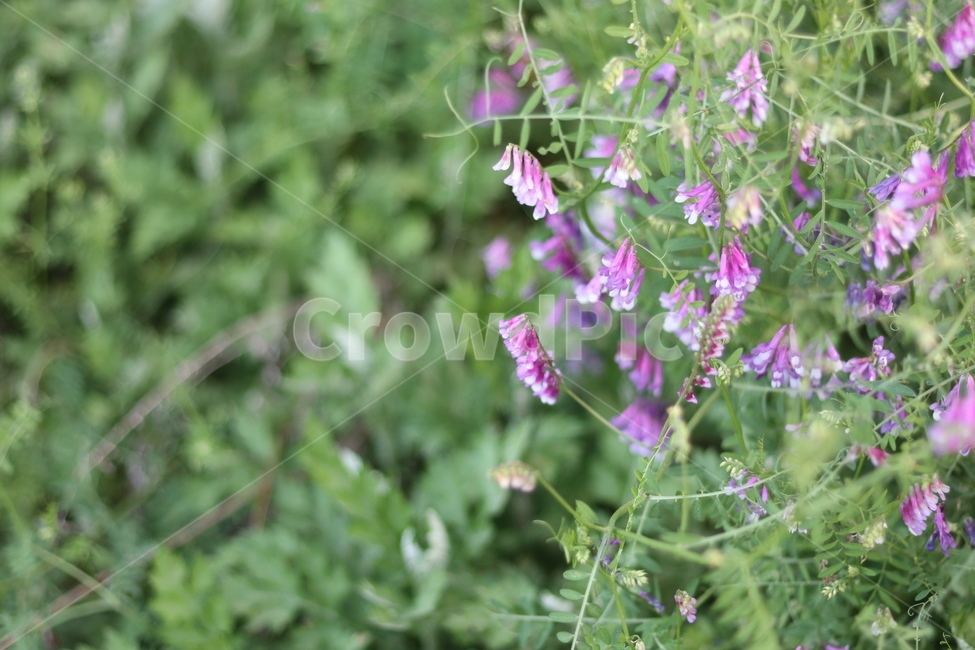 가는등갈퀴,보라색꽃,길가,연두잎,5월,낮,식물,자연,plants,nature,꽃,flower