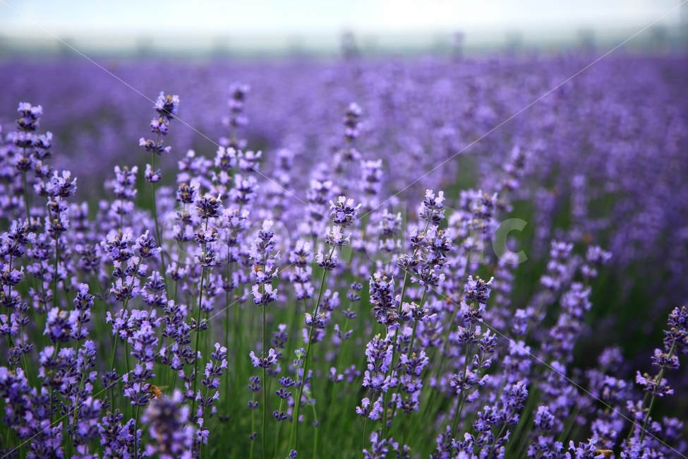 라벤더,광양여행,광양사라실마을,라벤더향,보라색,식물,자연,plants,nature,꽃,flower,감성,sensible,feeling