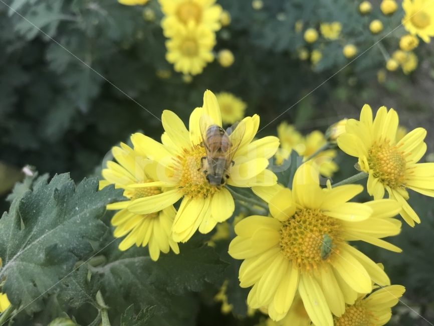 꽃,들꽃,노란꽃,꿀벌,벌,벌꽃,가을꽃,시골,식물,자연,plants,nature,꽃,flower,동물,animal,곤충,벌레,insect,bug