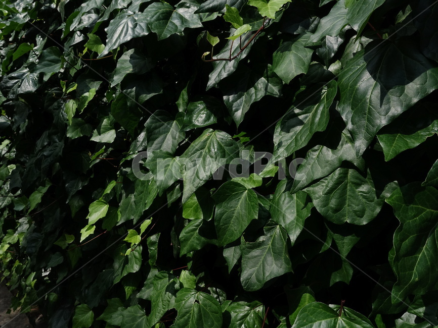 식물,초록색,감성,넝쿨,plant