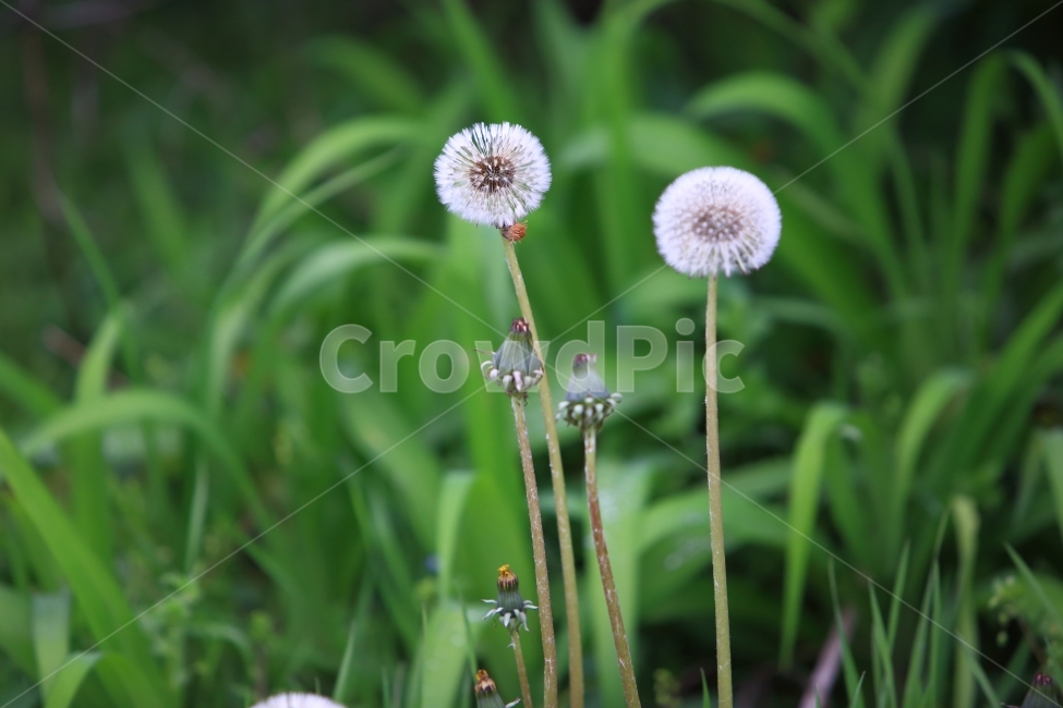 민들레꽃,접사,자연,풍경,아웃포커싱,봄,계절,spring,season,식물,자연,plants,nature,꽃,flower,plant,blossom