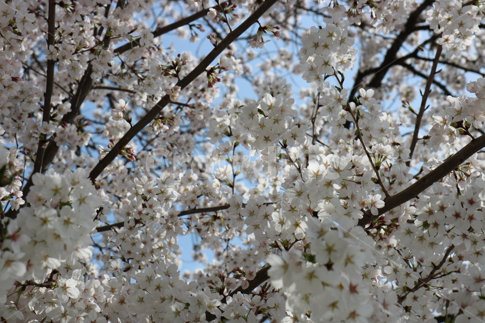 벛꽃,경주,꽃,봄,만개,아름다움,흰색,향기,4월,봄,계절,spring,season,식물,자연,plants,nature,꽃,flower,plant,blossom