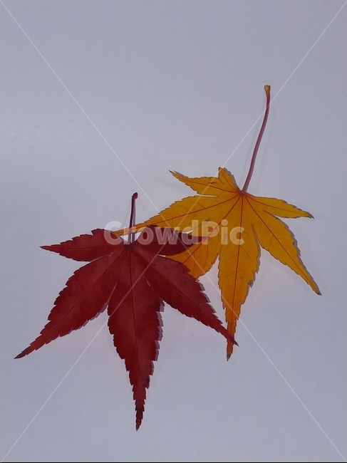 가을,단풍,나뭇잎,단풍잎,낙엽,잎,leaf,식물,나무