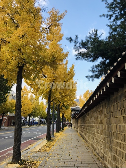 경복궁,단풍나무,낙엽,가을,단풍,단풍잎,은행나무,은행잎,노란단풍,가을풍경,tree,나무,경복궁돌담길,푸른하늘,autumnleaves,autumn,bluesky,autumncolors,walkway,보도