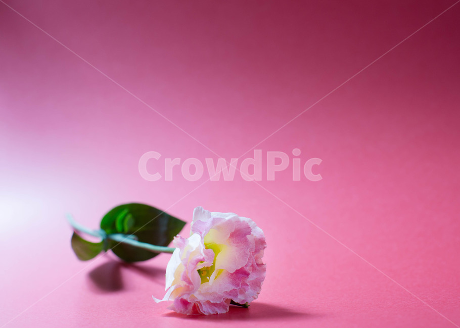 꽃,리시안션스,여름,청량,flower,감성사진,감성,식물,feeling,핑크꽃,꽃,flower