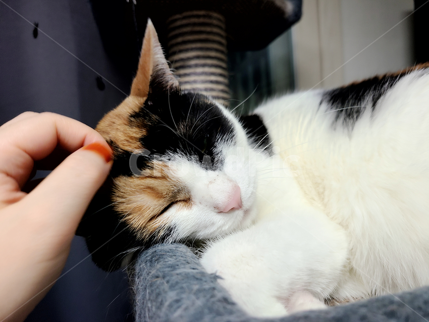 고양이,코숏,삼색고양이,동물,캣