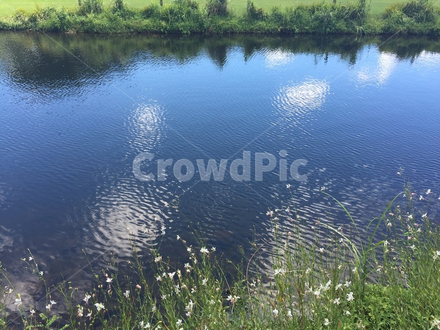 water,물,nature,자연,호수,강,푸릇,꽃,flower