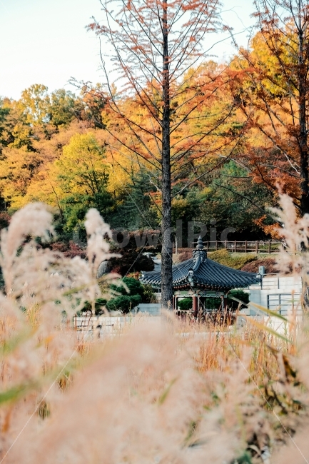 가을,단풍,낙엽,감성,풍경,북서울꿈의숲,가을,계절,fall,autumn,season,자연,풍경,nature,landscape,한국전통,한국문화,korean traditional,korean culture,감성,sensible,feeling,tree,나무,plant,식물