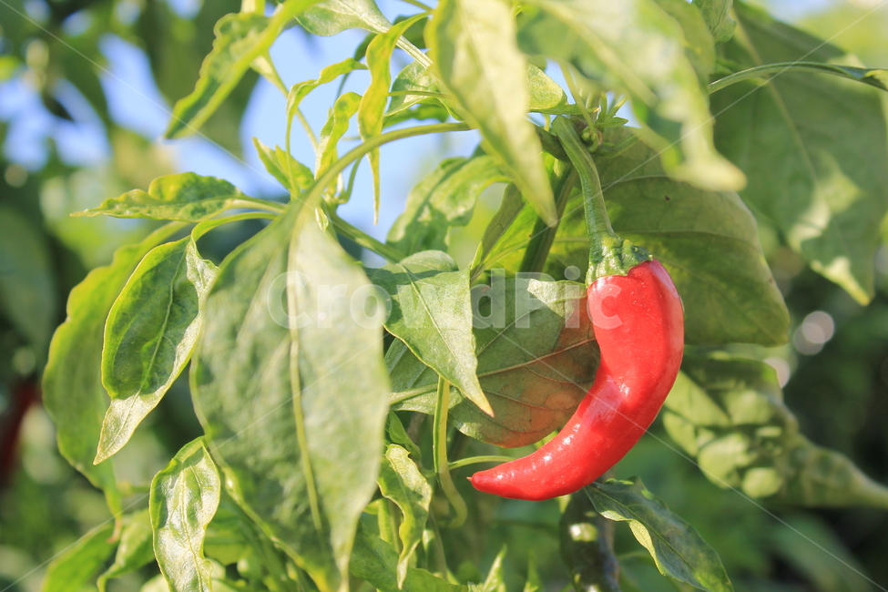 고추,붉은고추,chilly,plant,식물,과일,열매,fruit,채소,야채,vegetables,농업,농사,agriculture,farming,farming industry