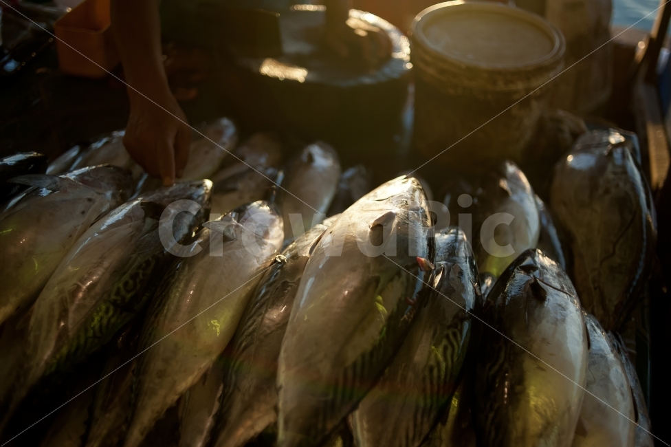 생선,물고기,참치,어류,수산시장,시장,마트,마켓,market,mart,market place,음식,식재료,요리,food,cook,meal,dishes,food reserves,수산물,해산물,fishery products,seafood