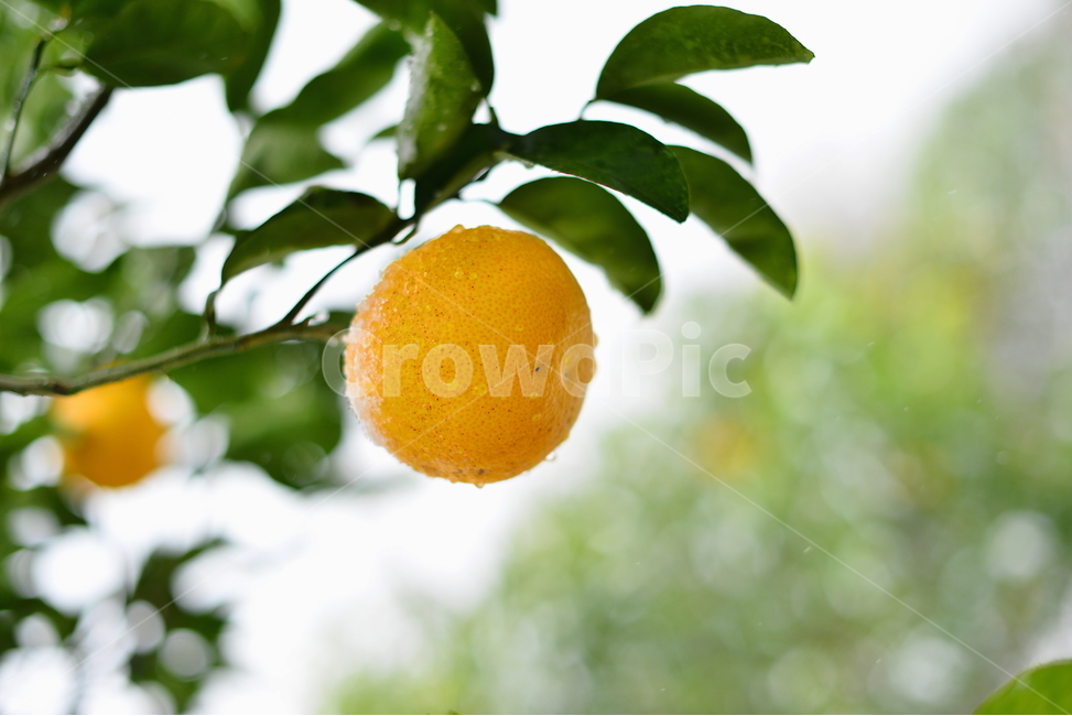 제주도,감귤,식물,food,음식,과일,감귤나무,과일,열매,fruit,농업,농사,agriculture,farming,farming industry