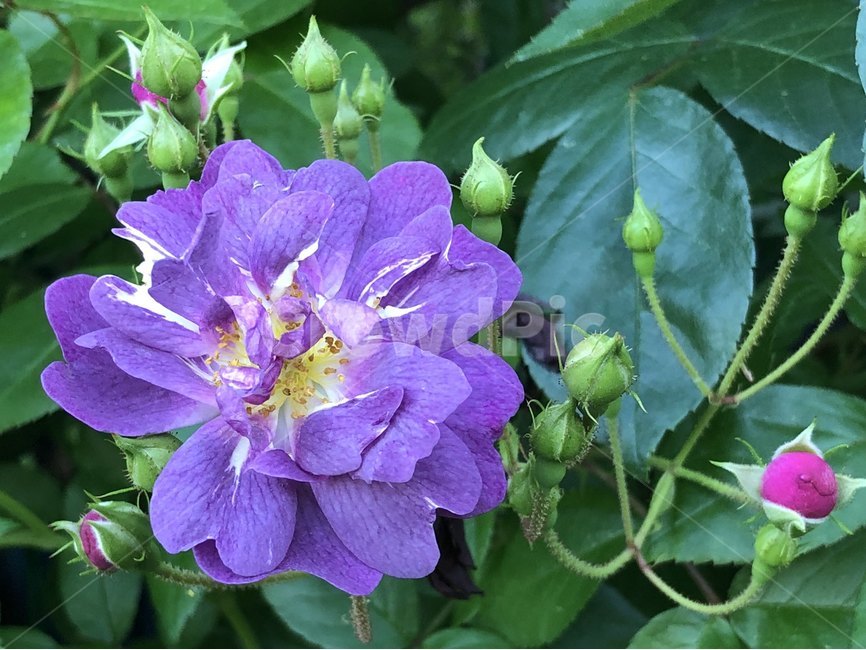 장미,오월,꽃,장미축제,장미꽃사진,식물,자연,plants,nature,꽃,flower