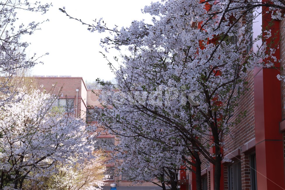 plant,식물,벚꽃,학교,cherryblossom,school,봄,spring,꽃,flower