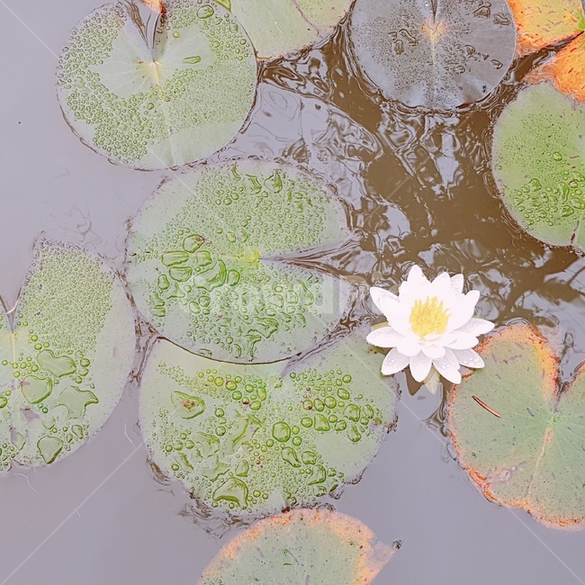 수련,수련꽃,꽃말청순한마음,nymphaeatetragona,여름꽃,잠자는연꽃,비오는날수련,연못수련,꽃