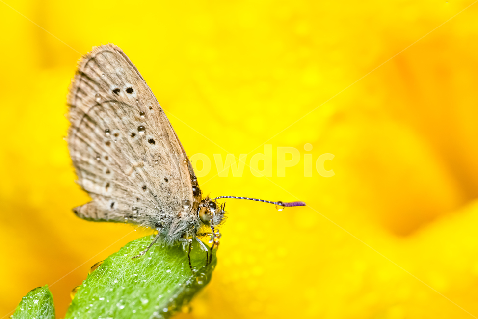노란꽃,부전나비,나비,화려한,아침이슬,화단,곤충,무척추동물,보케,butterfly,yellow,노란,flower,점박이푸른부전나비속,maculinea,bokeh