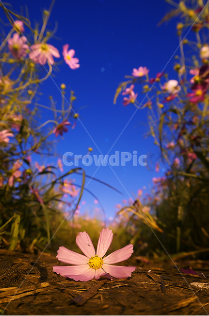 코스모스,야경,밤,꽃,식물,밤하늘,여름,감성,감성사진,꽃,flower