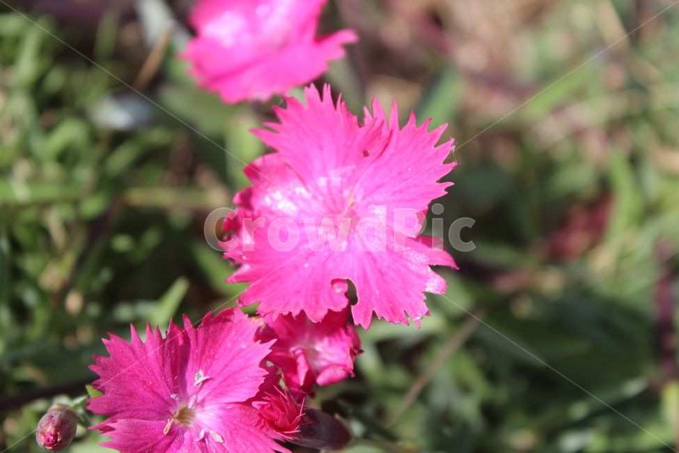 plant,식물,flower,꽃,blossom,식물,자연,plants,nature,꽃,flower
