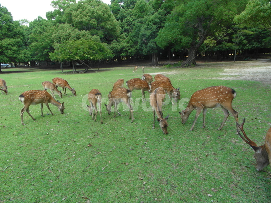 사슴,사슴무리,사슴떼,들판,동물,동물,animal,포유류,mammal