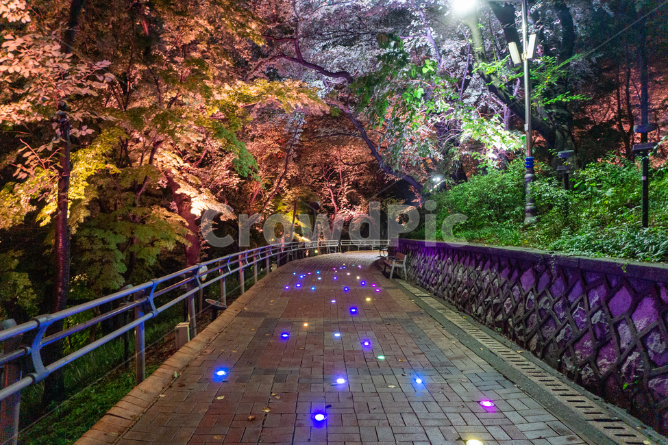 인천,자유공원,야경,led,나무,야간,공원,산책,산보,산길,보도,path,길,수풀,통로