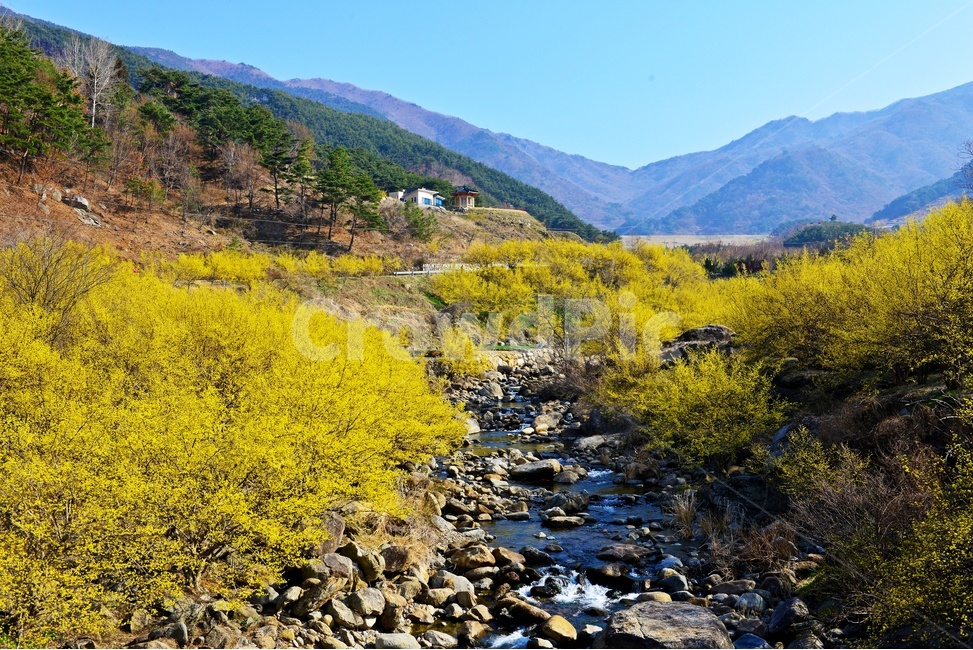 전남,구례,산동,산수유마을,산동산수유마을,산수유,산수유꽃,봄꽃,봄,계절,노랑꽃,mountain,산,mountainrange,산맥,nature,자연,outdoors,옥외,water,물,gravel,자갈,자연,풍경,nature,landscape
