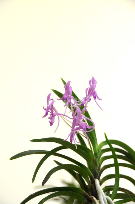 풍란,風蘭,난초,야생란,꽃,식물,자연,plants,nature,꽃,flower