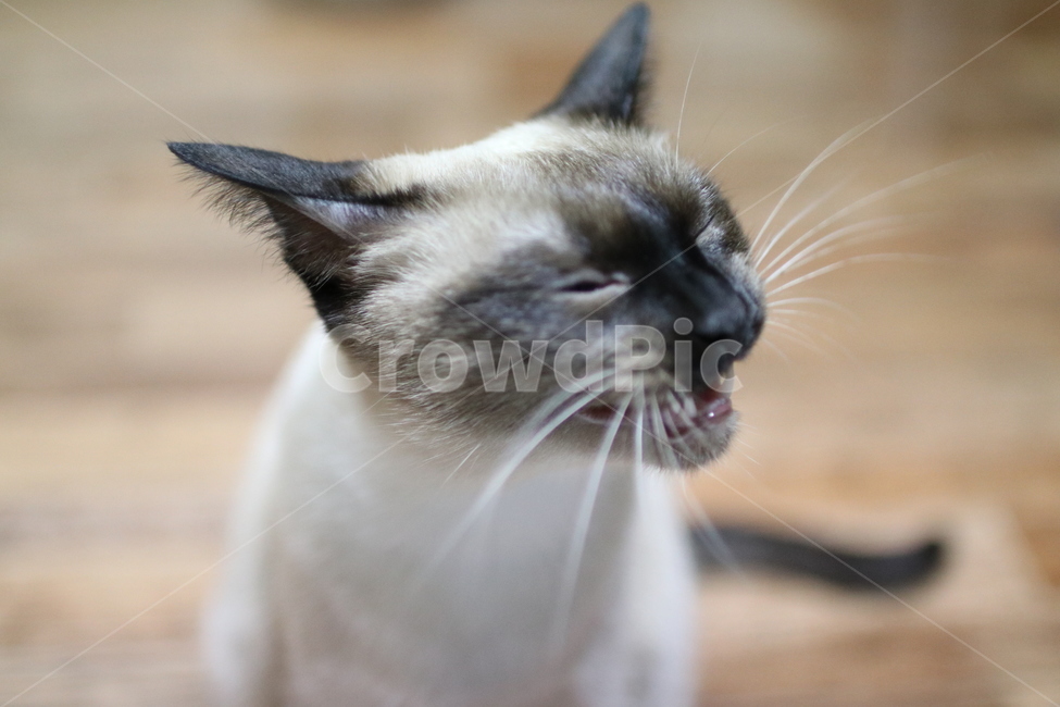 고양이,샴,cat,siamese,하품,따분함,lazy,샴고양이,아기고양이,동물,animal,포유류,mammal,고양이,cat,kitten,kitty