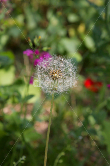 민들레씨,씨앗,민들레,민들레씨앗,씨,꽃씨,자연,식물,클로즈업,seed,plant,dandelion,green,녹색,그린,seeds,soft,부드러운,봄,spring,야외,정원,식물,자연,plants,nature,꽃,flower