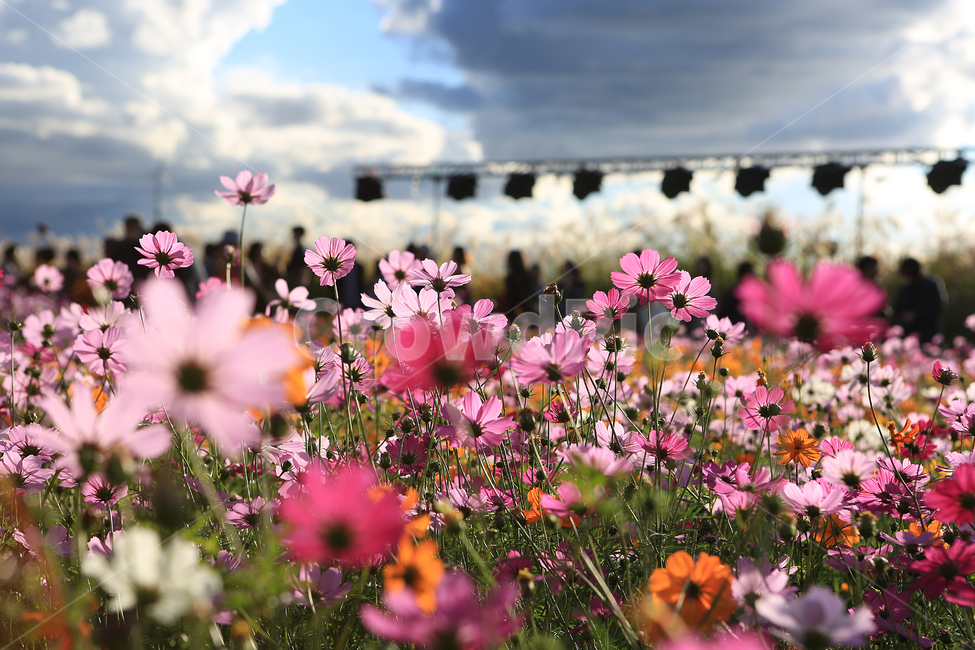 가을,꽃,코스모스,하늘공원,하늘,구름,fall,flower,cosmos,park,sky,cloud,가을,계절,fall,autumn,season,식물,자연,plants,nature,꽃,flower,spring,봄,geranium,제라늄,blossom,plant,petal,꽃잎