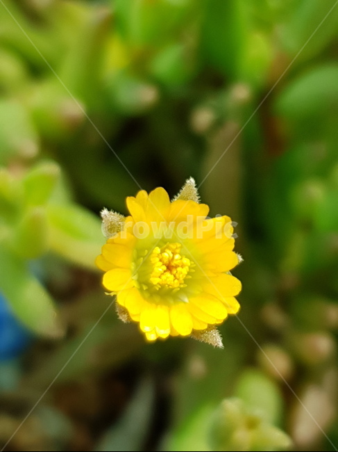 꽃,자연,아름다움,식물,개화,활짝,flower,플라워