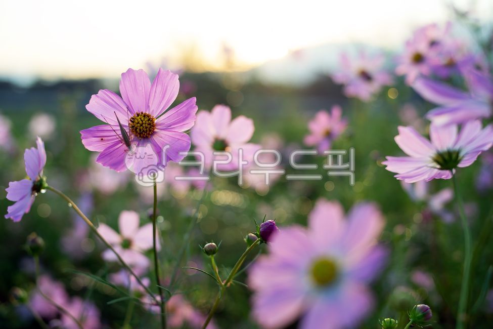 코스모스,가을전령사,가을감성,역광,아웃포커싱,식물,분홍코스모스,초록색