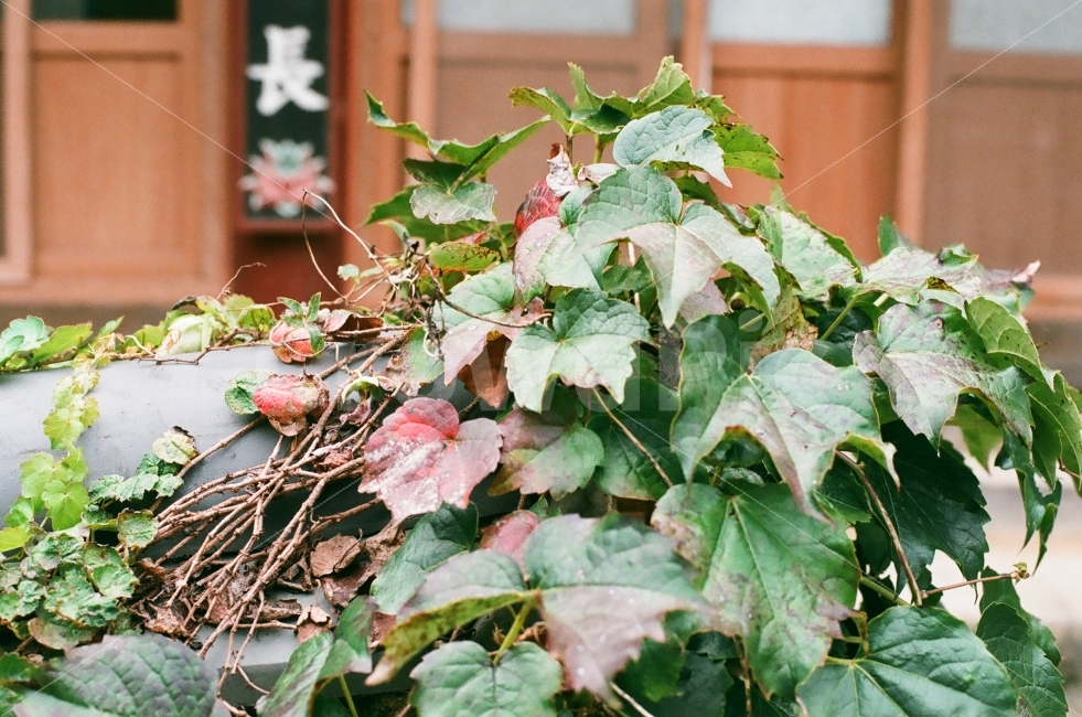 담쟁이,덩쿨,초록,식물,힐링,필름카메라,필름,가을,식물,자연,plants,nature