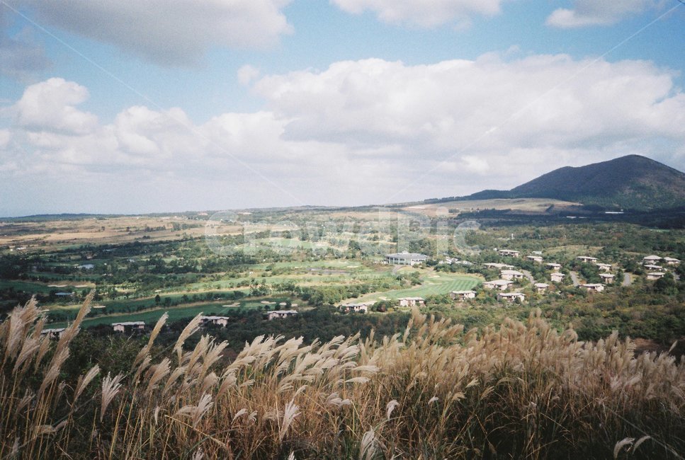relaxed,Jeju scenery,Reed,Jeju,Silver grass,jeju island,Saebyeol Oreum,reed field