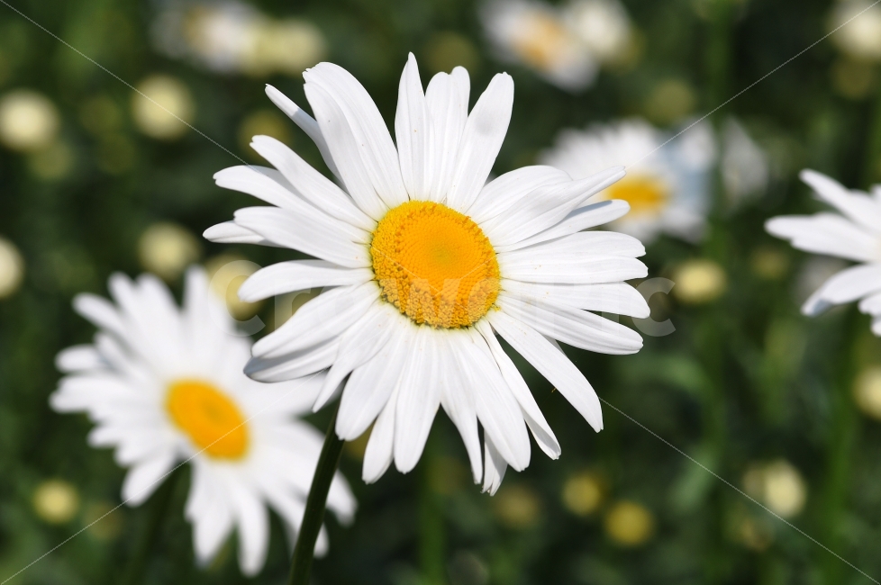 꽃,꽃사진,데이지,하얀꽃,국화,flower,자연,식물,자연,plants,nature,꽃,flower