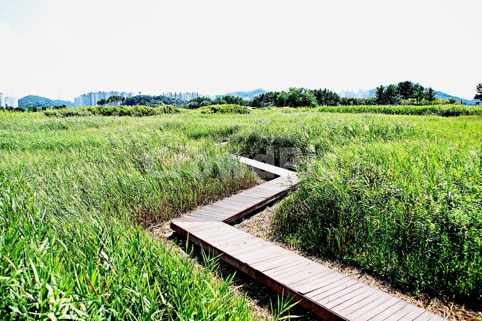 시흥갯골생태공원,공원,식물,자연,풍경,갈대,잡초,여름,게절,자연,풍경,nature,landscape