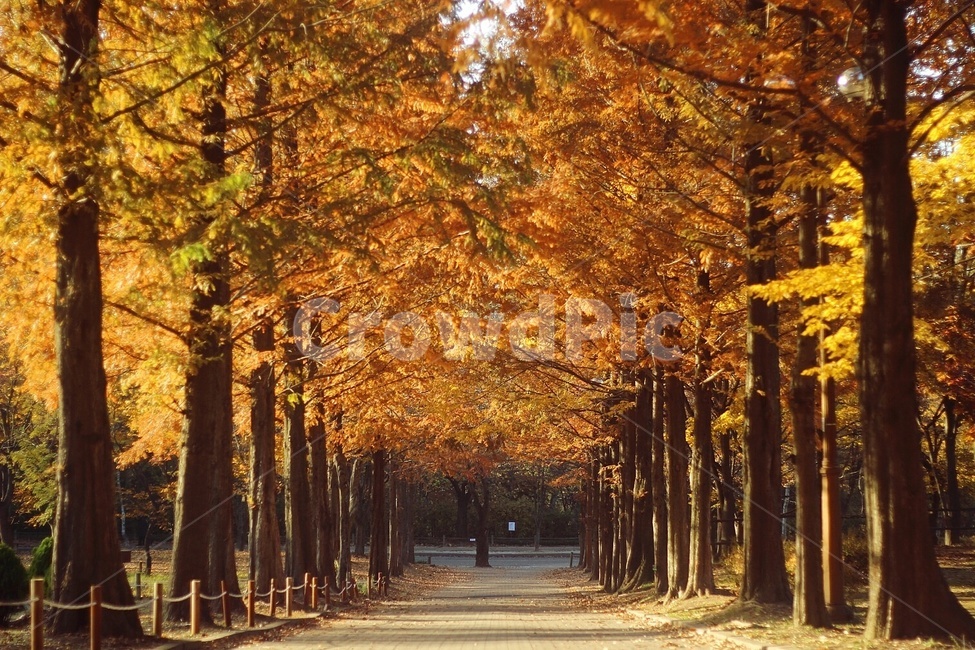 나무,tree,단풍,풍경,경치,단풍나무,가을,공원,소풍,단풍잎,이쁜사진,감성사진,길,landscape,주황색,nature,자연,감성