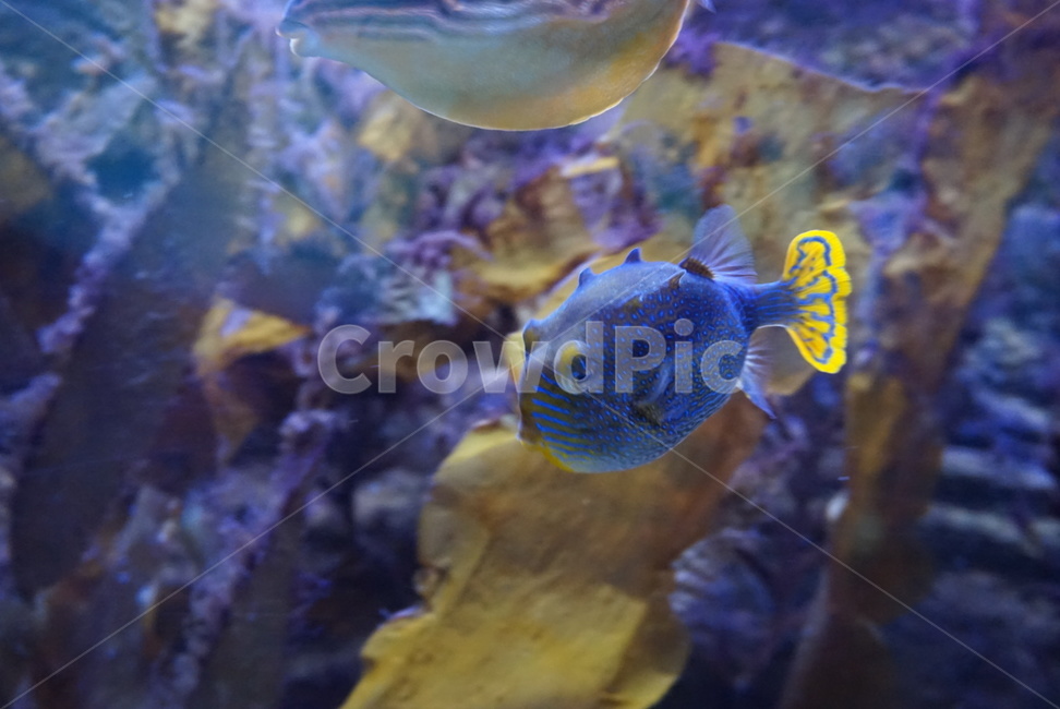 동물,물고기,아쿠아리움,열대어,fish,수족관,동물,animal,어류,물고기,fish