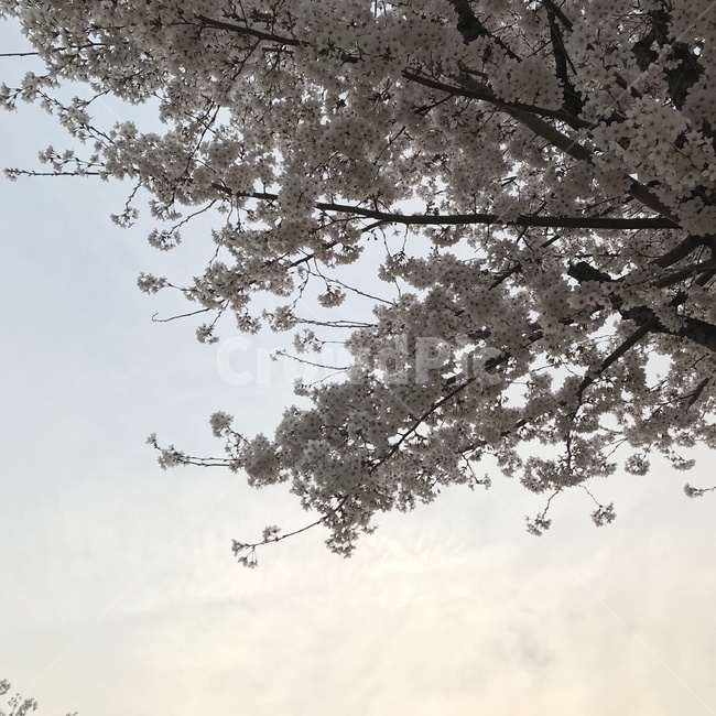 벚꽃,꽃,자연,하늘,환경,휴식,봄,계절,spring,season,식물,자연,plants,nature,나무,trees,wood,plant