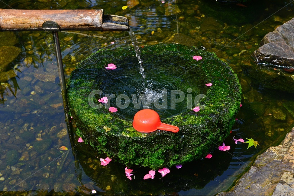 nature,자연,물,water,outdoors,옥외,plant,식물,flagstone,판석,돌다리,학독,돌학독,대나무,물흐름,식수,바가지,프라스틱,프라스틱바가지,낙엽유수,꽃잎