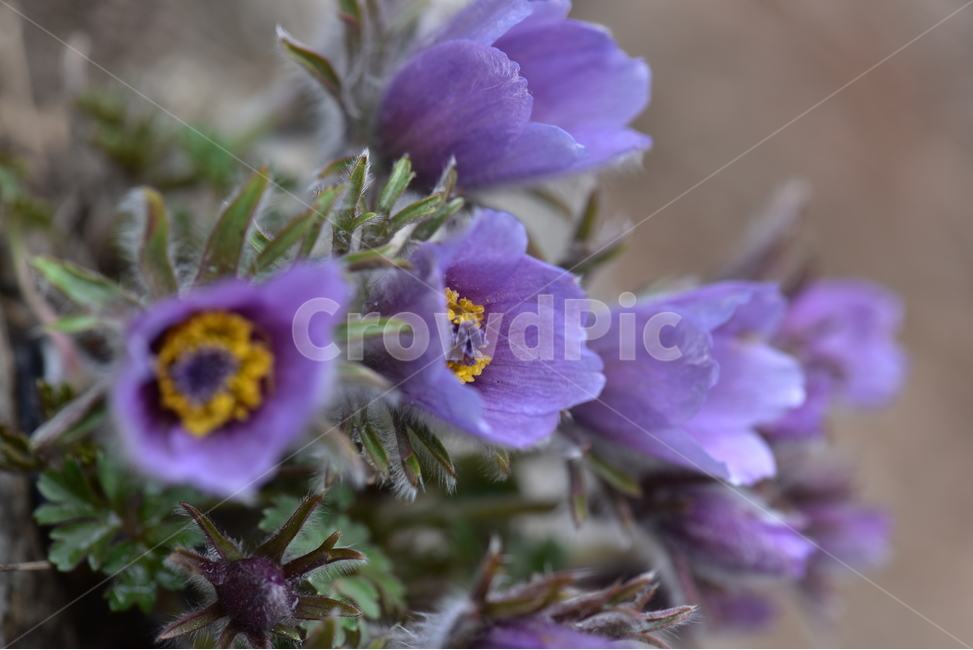 할미꽃,koreanpasqueflower,노고초,백두옹,봄꽃,야생화,식물,자연,plants,nature,꽃,flower