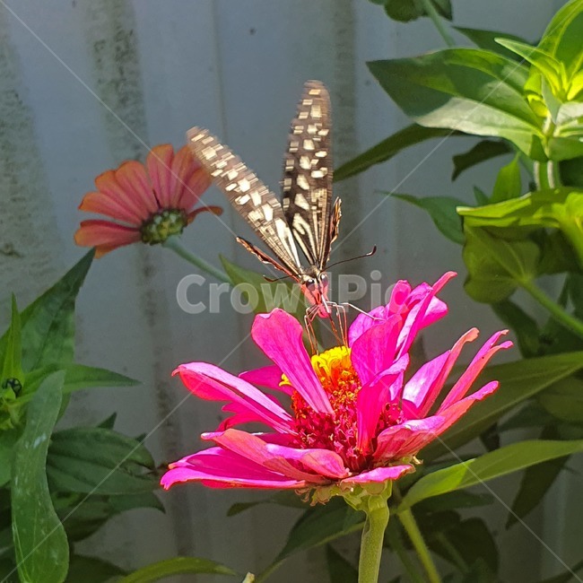 plant,식물,나비,insect,animal,butterfly