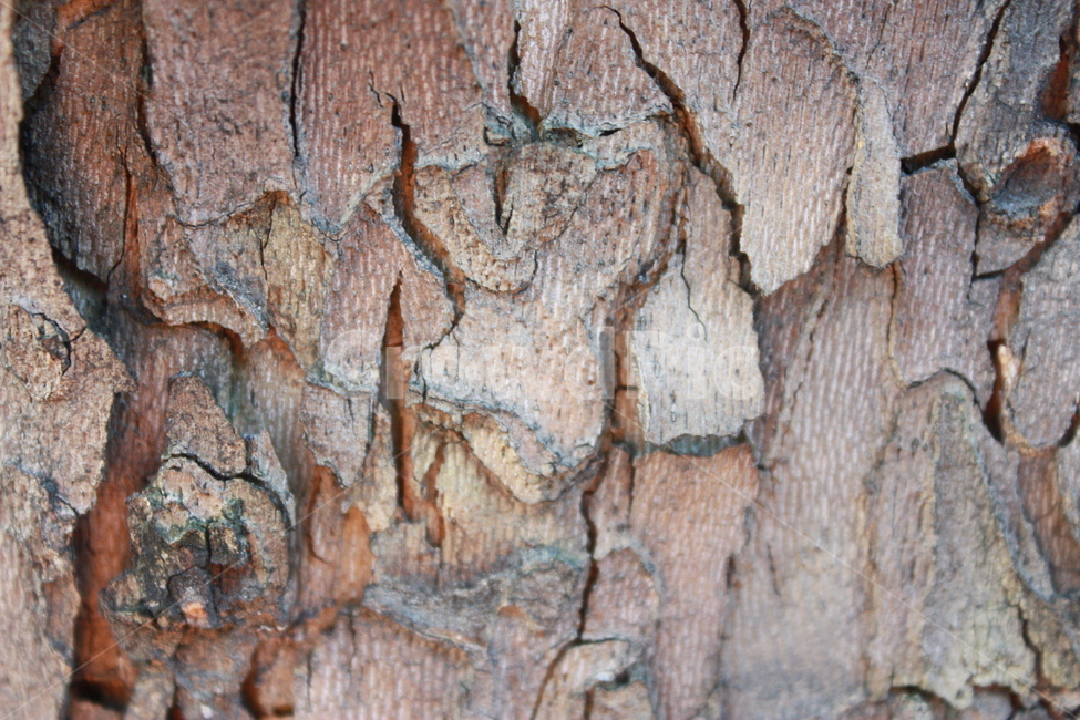 나무,tree,nature,자연,나무껍질