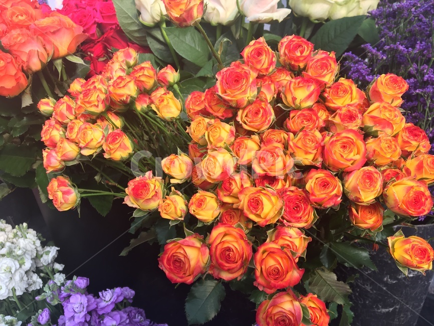 장미,주황색장미,꽃다발,화원,봄,꽃부케,blossom,flowerbouquet,flowerarrangement